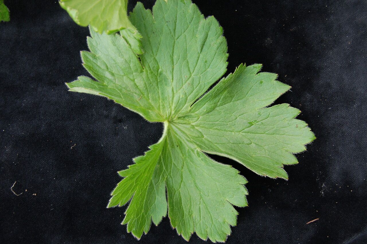 Anemonastrum polyanthes — search result for 'Anemonastrum'