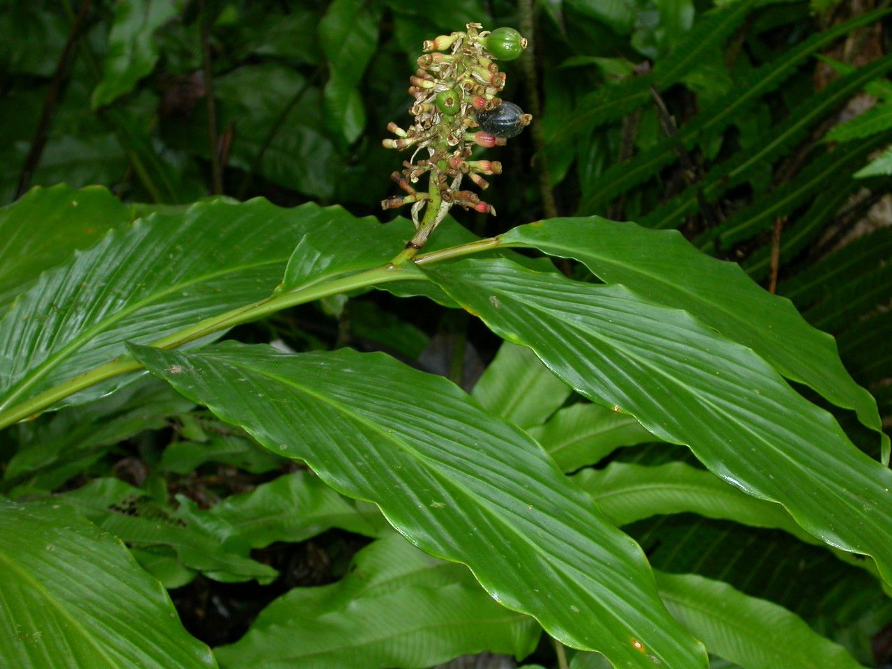 Renealmia pyramidalis flower
