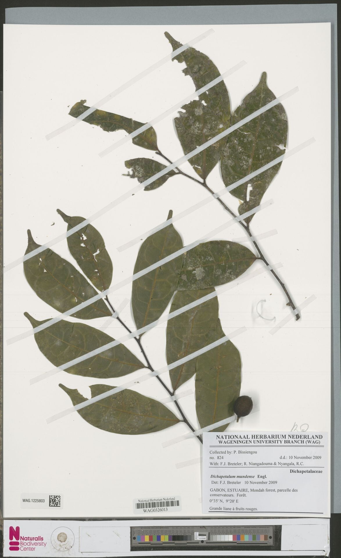 Dichapetalum mundense — houseplant care guide