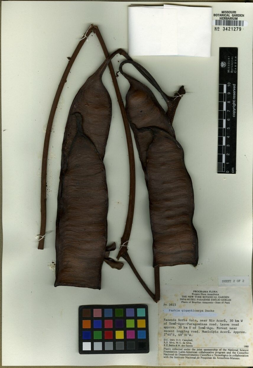 Parkia discolor — related species from the same genus