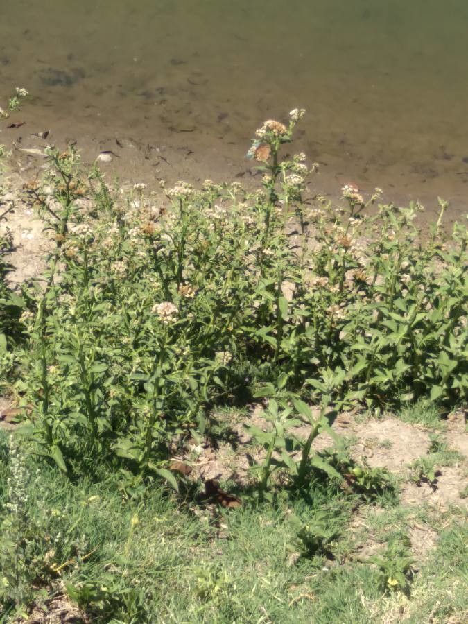 Palafoxia texana — houseplant care guide