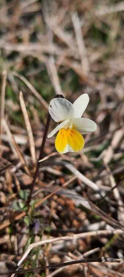 Viola hymettia flower