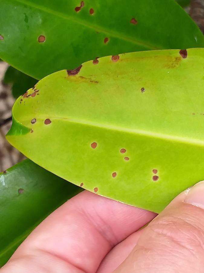 Bruguiera gymnorhiza — houseplant care guide