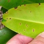 Bruguiera gymnorhiza