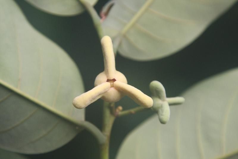 Annona exsucca flower