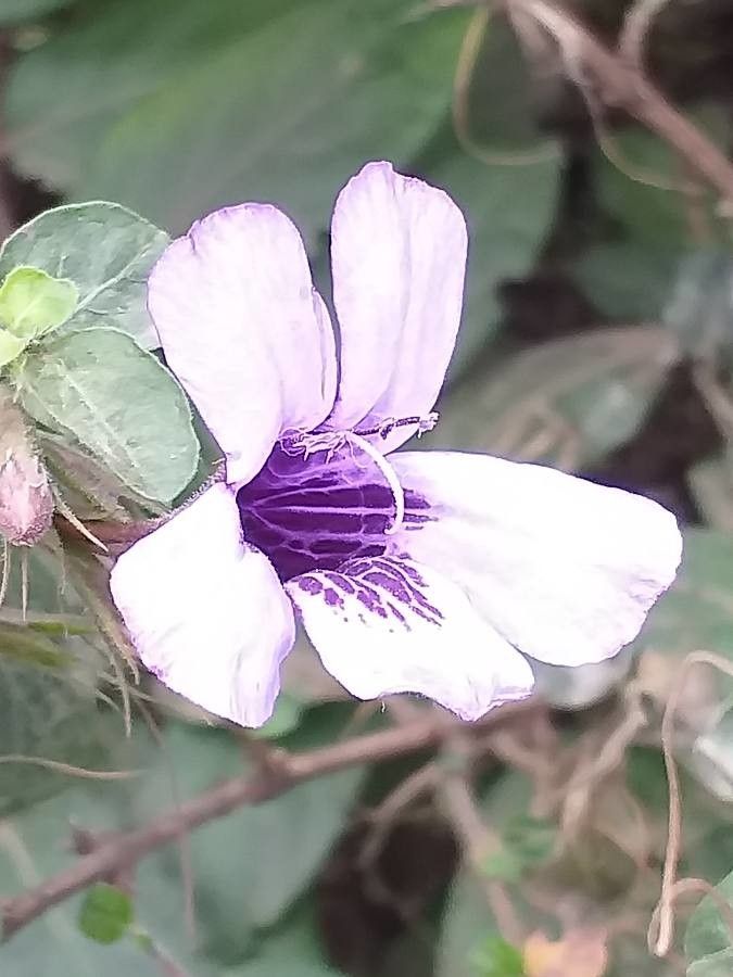 Dyschoriste thunbergiiflora flower