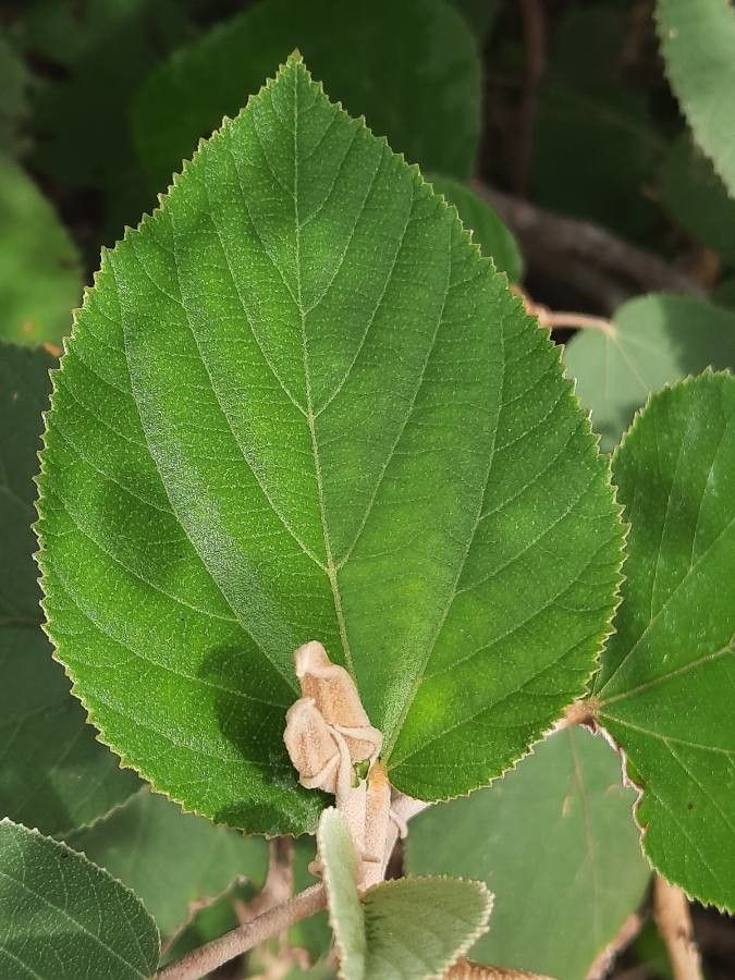 Helicteres baruensis — related species from the same genus