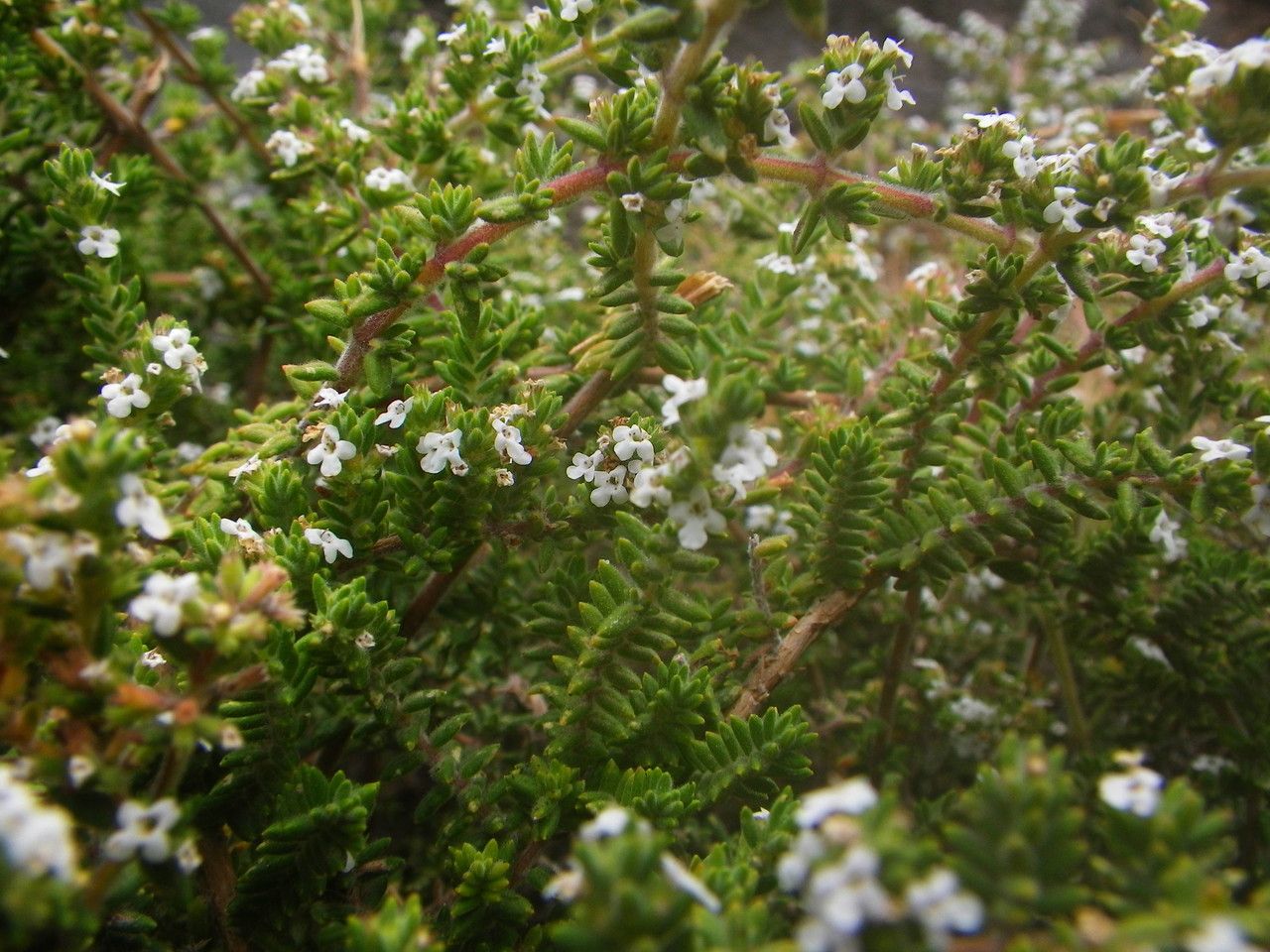 Micromeria hyssopifolia habit