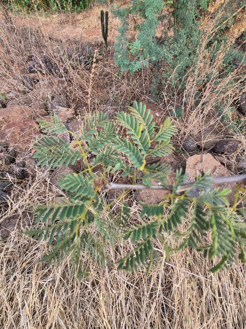 Senegalia thomasii leaf