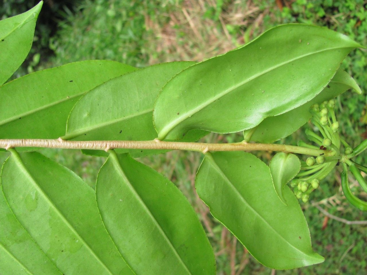 Marcgravia pittieri leaf