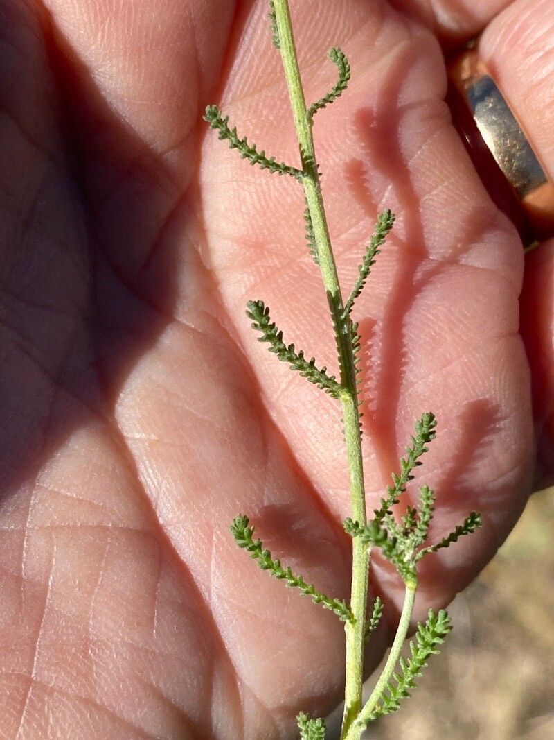 Santolina villosa leaf