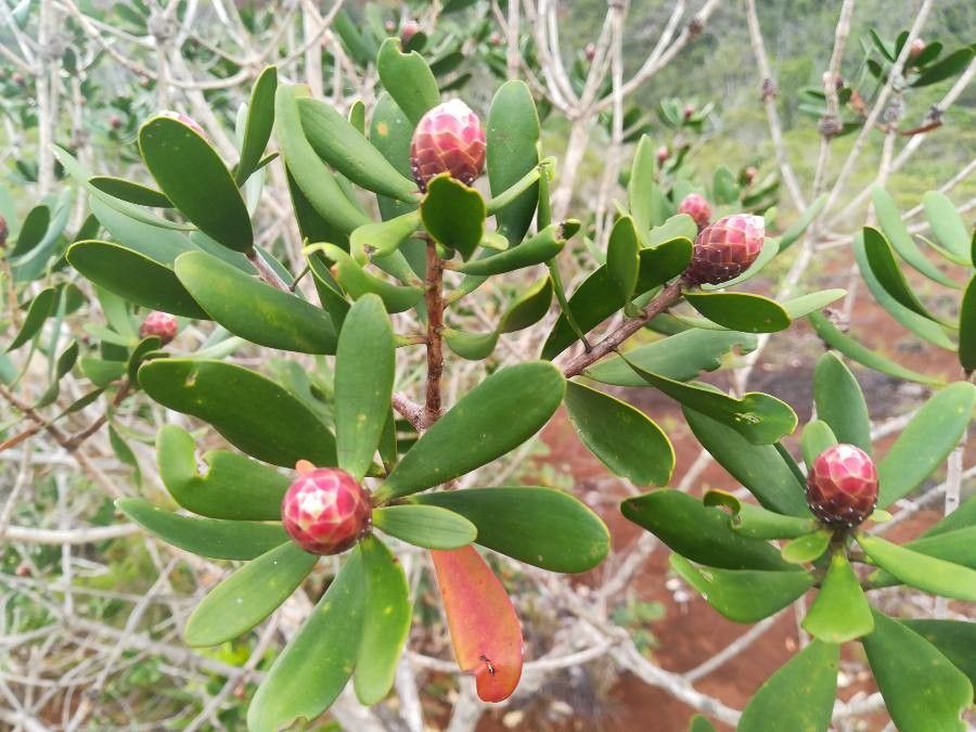 Melaleuca pancheri flower