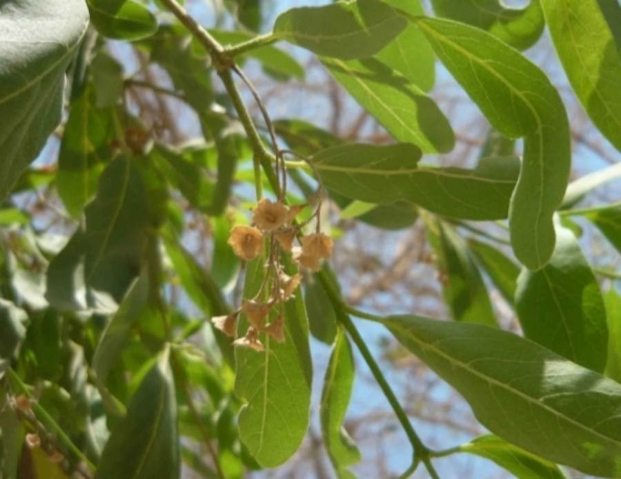 Cordia sinensis flower