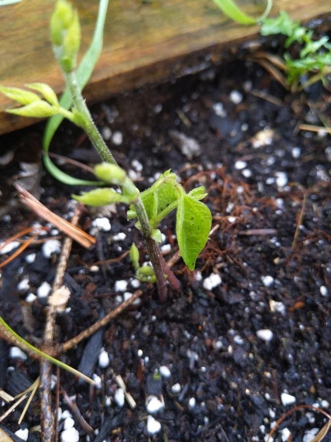 Phaseolus polystachios — houseplant care guide