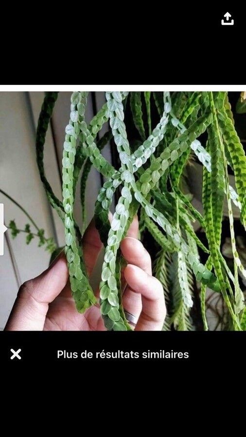 Phlegmariurus nummularifolius leaf