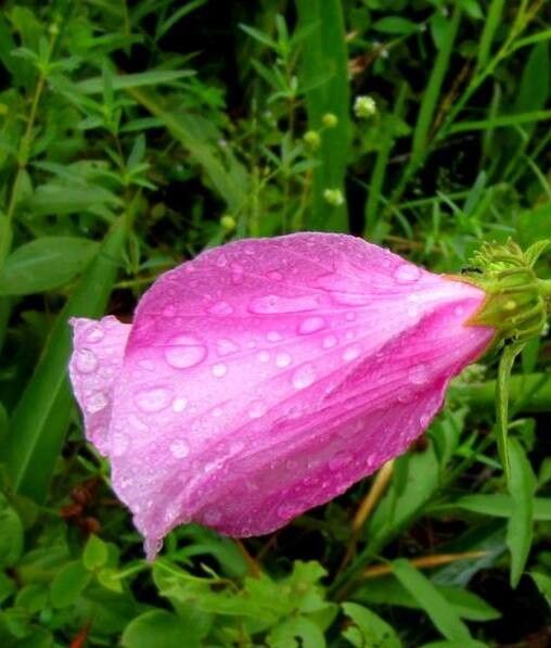 Hibiscus furcellatus flower