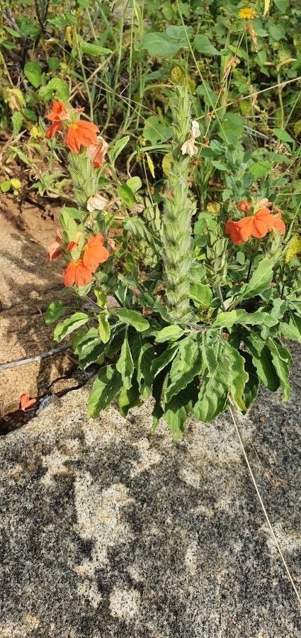 Crossandra mucronata — search result for 'Crossandra'