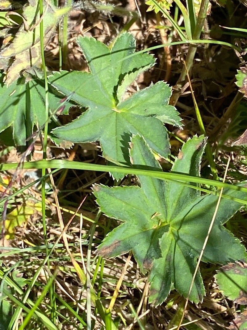 Alchemilla monticola leaf
