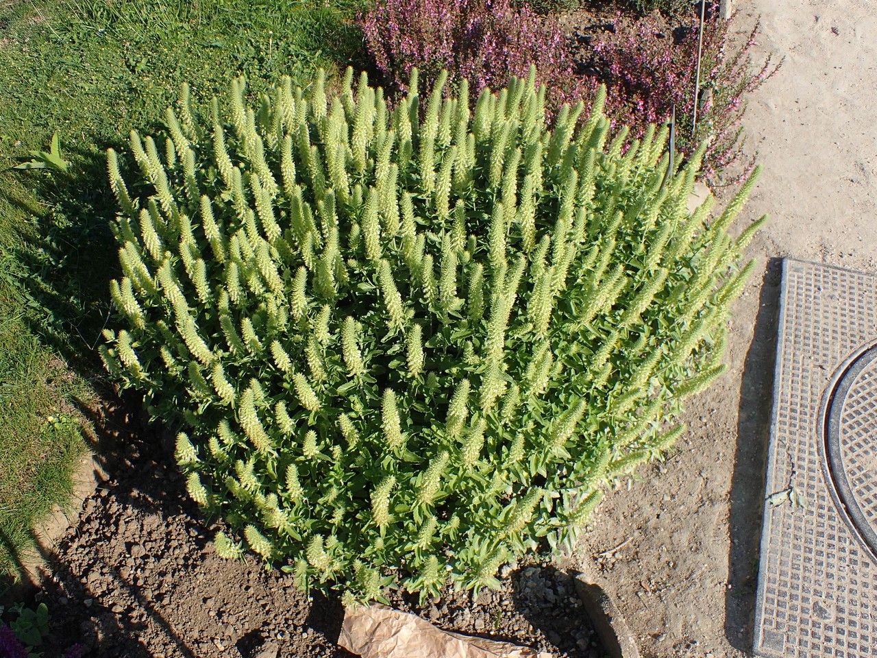 Teucrium arduinii habit