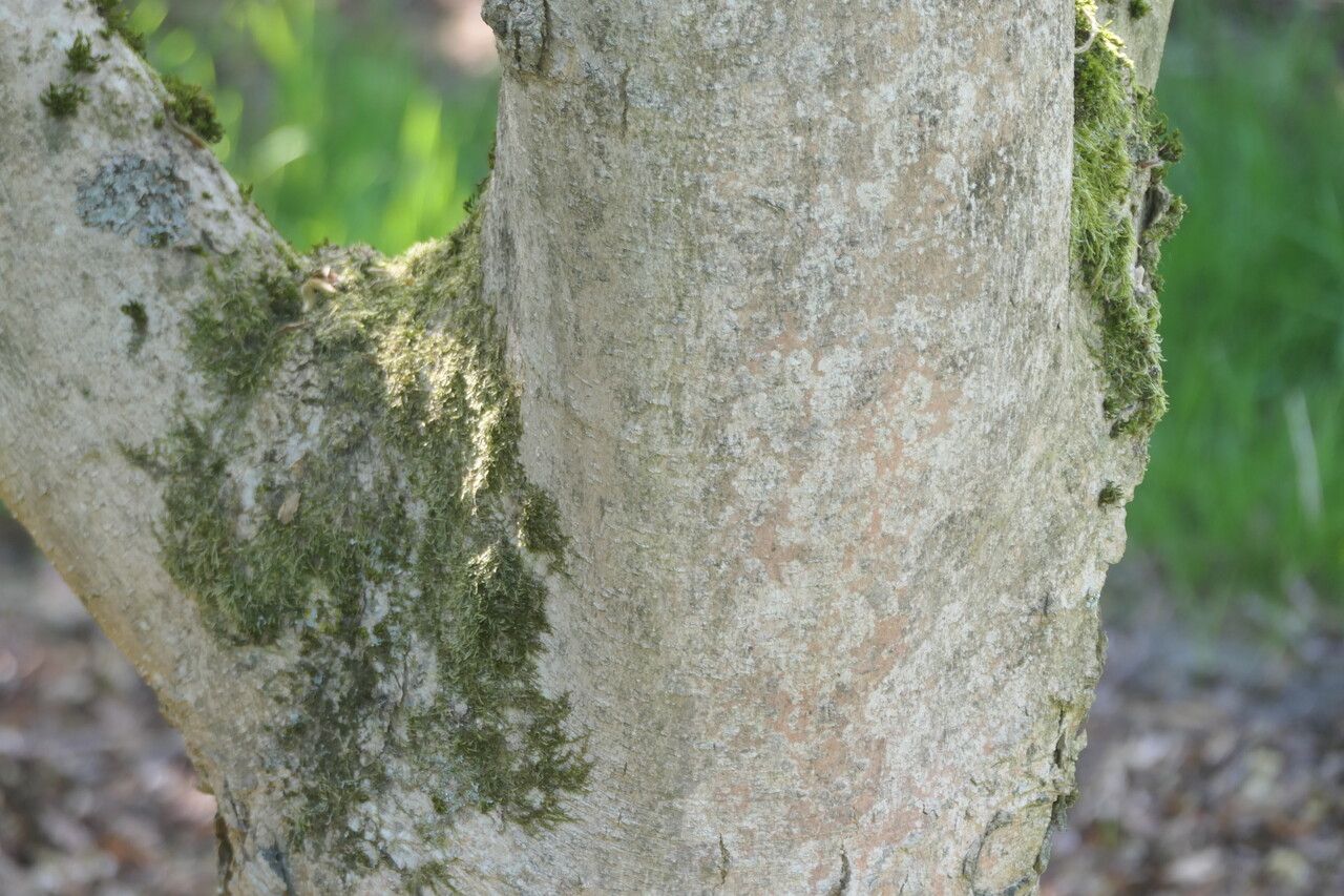 Magnolia cylindrica bark