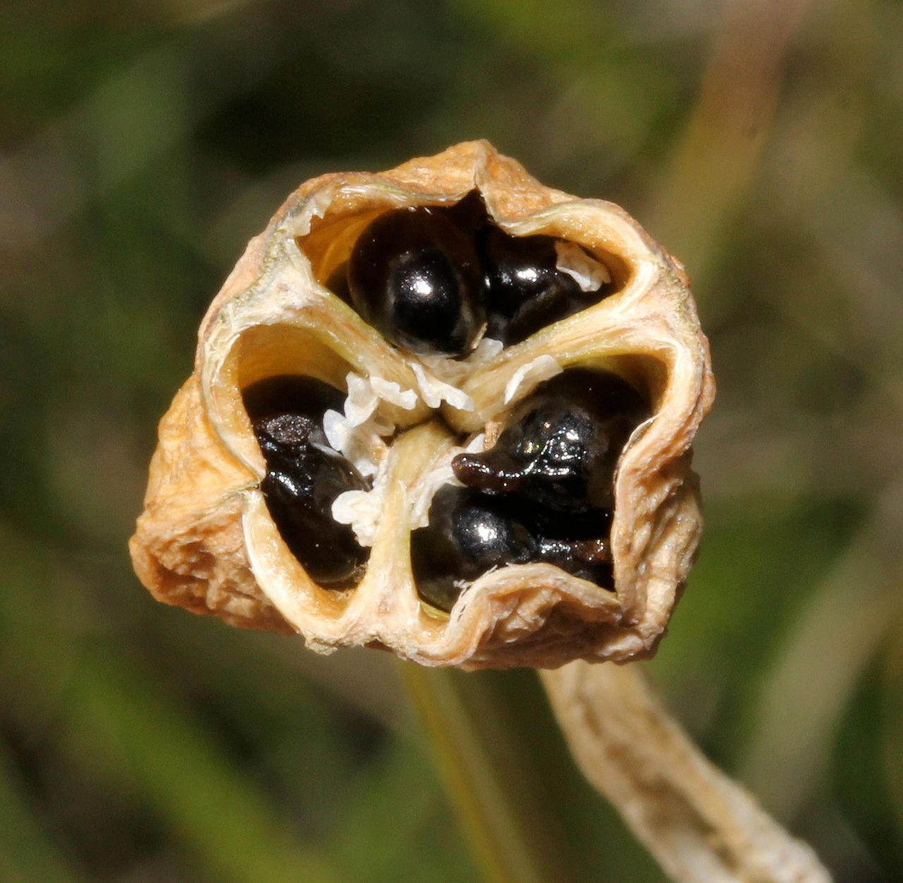 Narcissus × medioluteus fruit