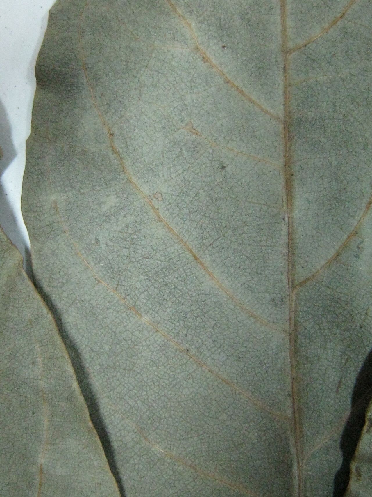 Ocotea floribunda other