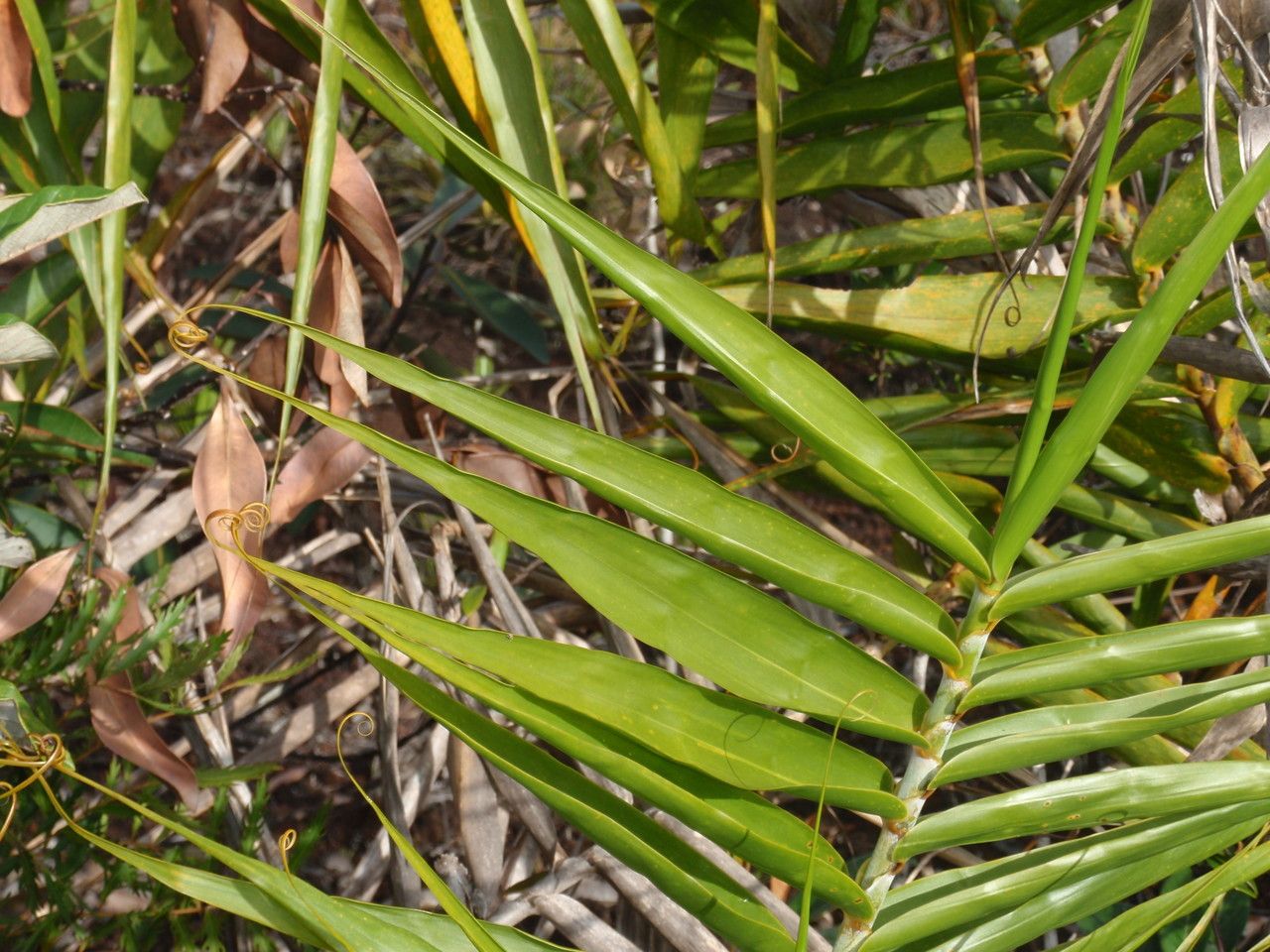 Flagellaria indica — search result for 'Thailand'