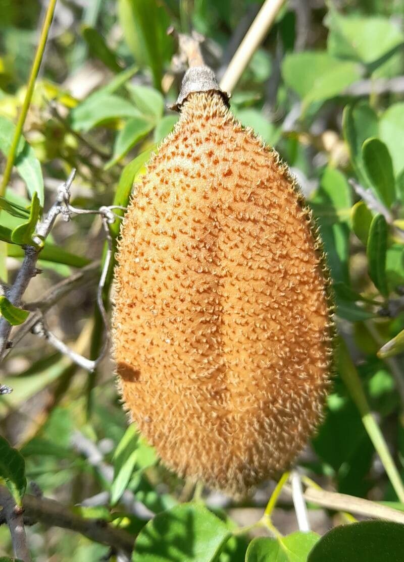 Amphilophium carolinae fruit