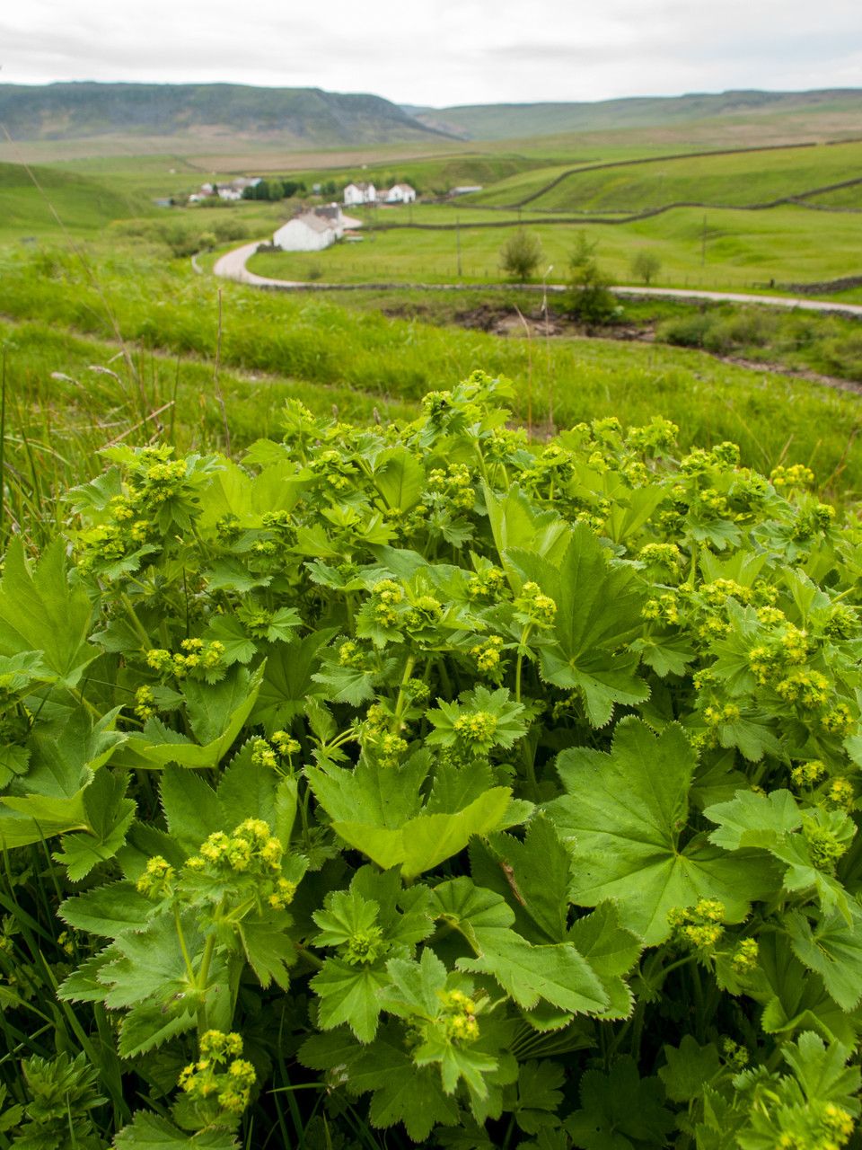 Alchemilla acutiloba habit