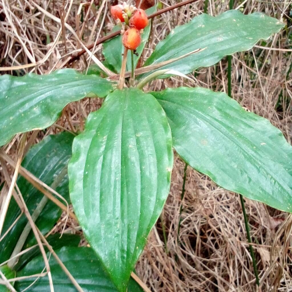 Palisota brachythyrsa — related species from the same genus