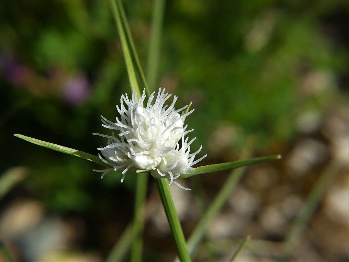 Carex baldensis flower