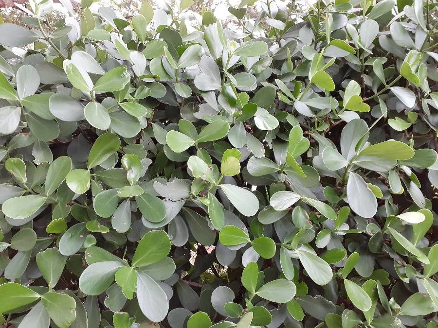 Clusia grandiflora — search result for 'Clusia'