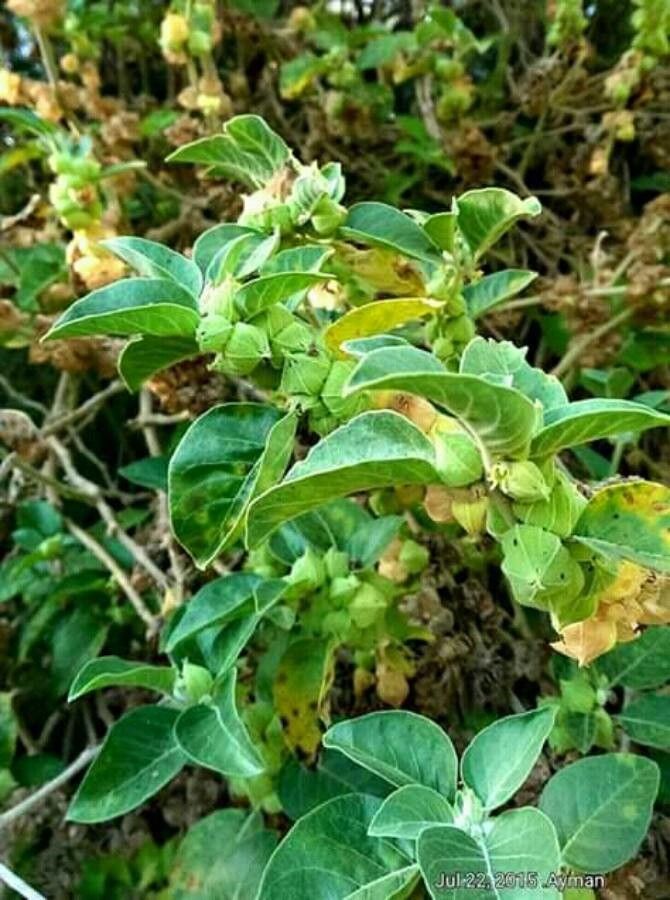 Withania somnifera leaf