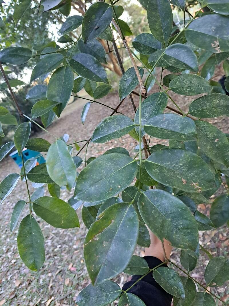 Platymiscium floribundum — related species from the same genus