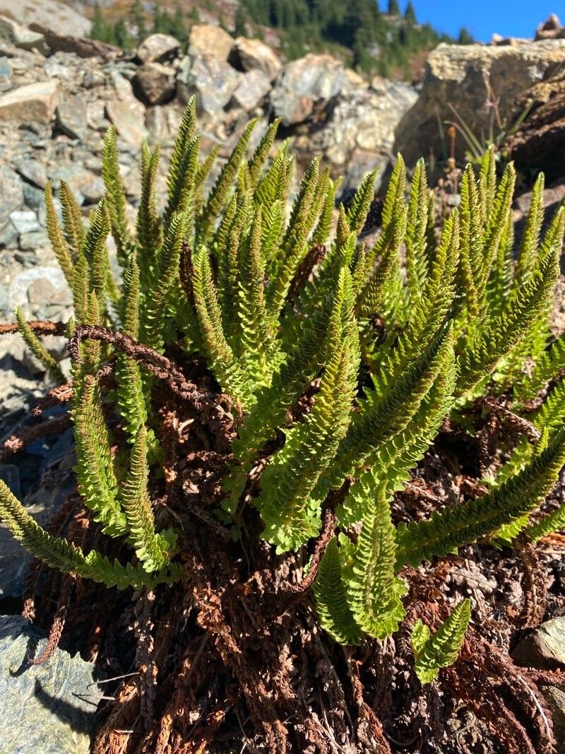 Polystichum lemmonii — search result for 'Polystichum'