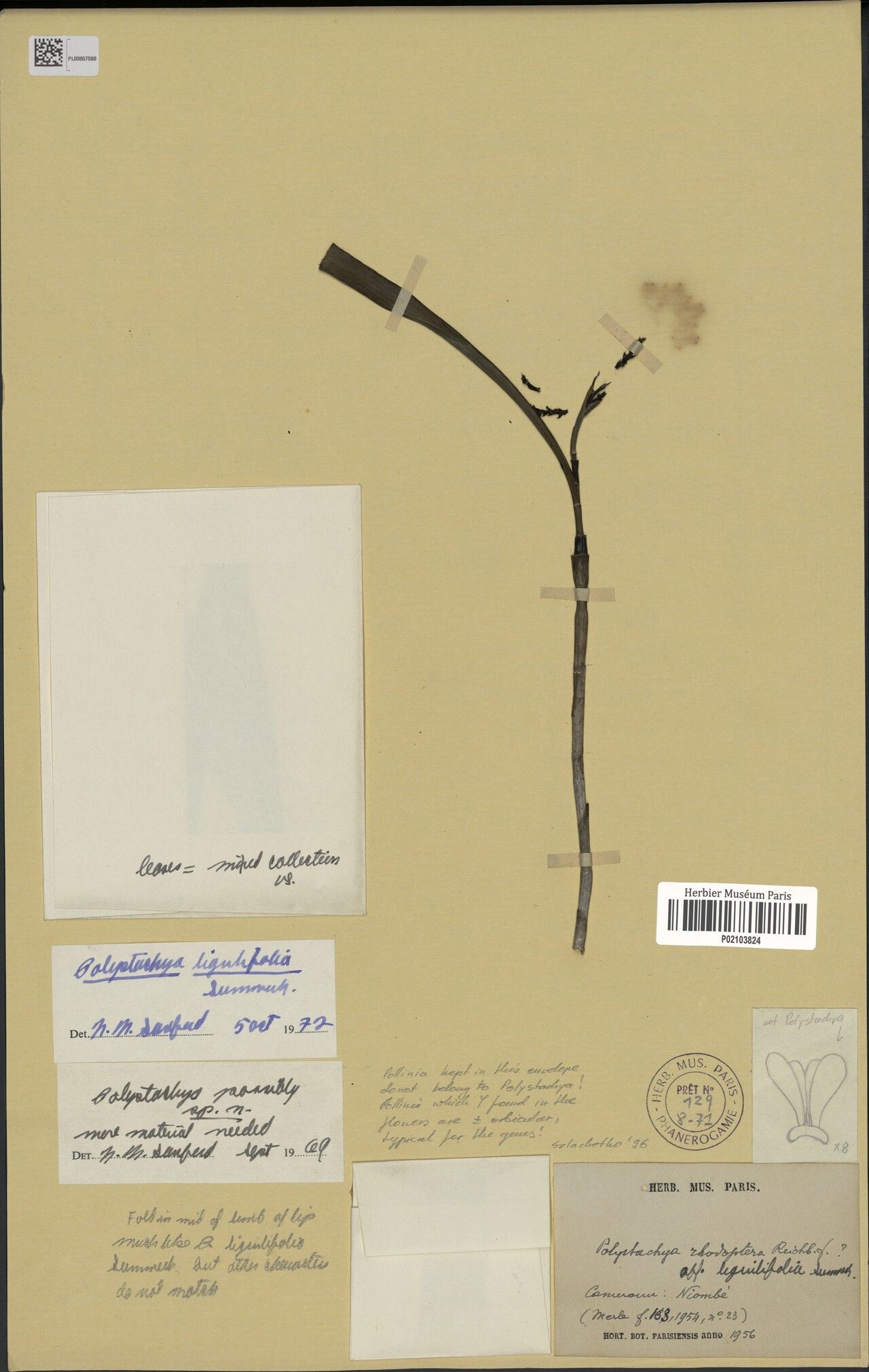 Polystachya ligulifolia — houseplant care guide