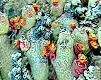 Euphorbia verruculosa — houseplant care guide