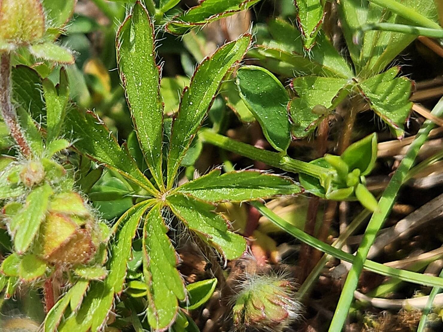 Potentilla fagineicola — houseplant care guide