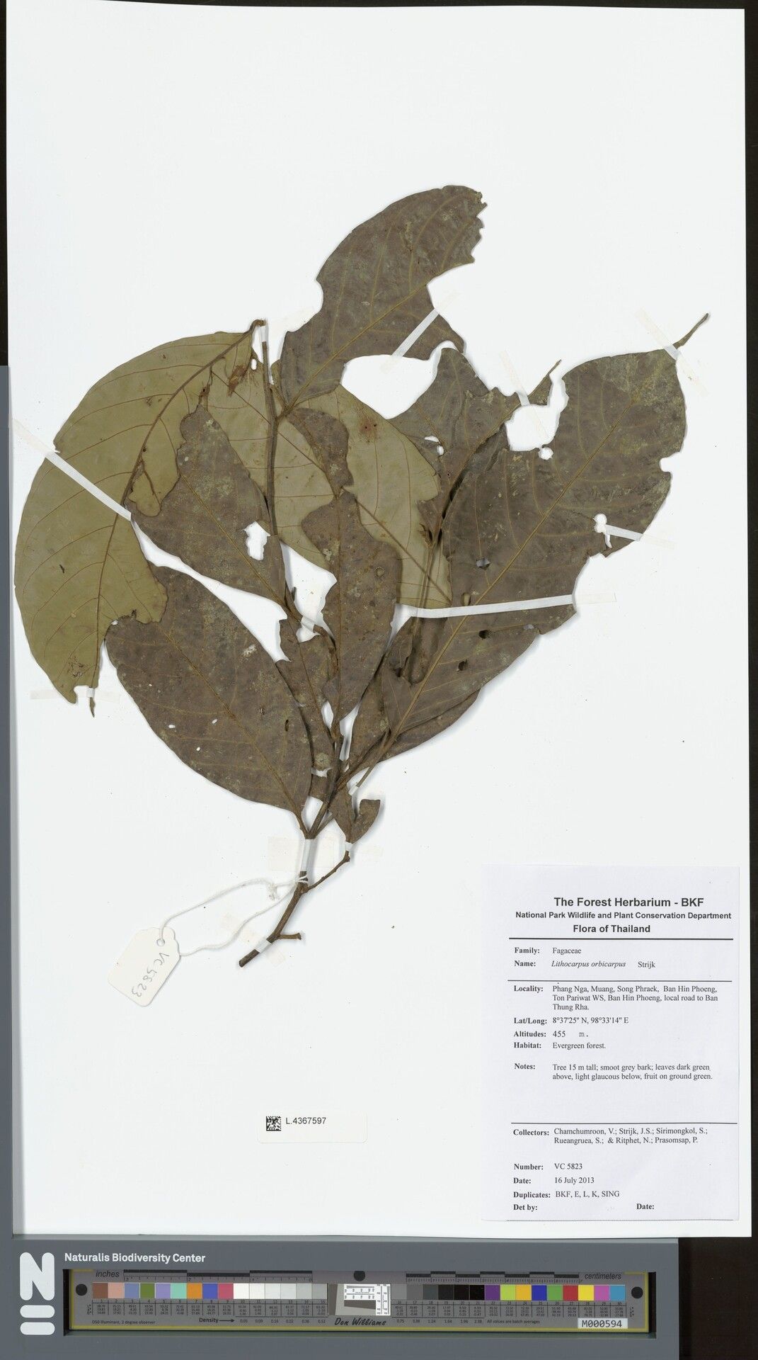 Lithocarpus orbicarpus — houseplant care guide