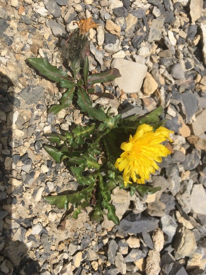 Crepis terglouensis flower