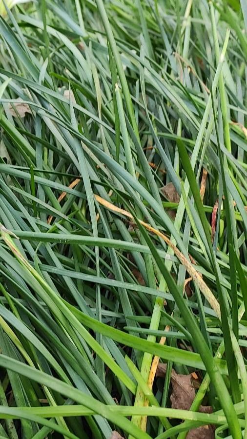 Zephyranthes citrina — search result for 'Amaryllidaceae'