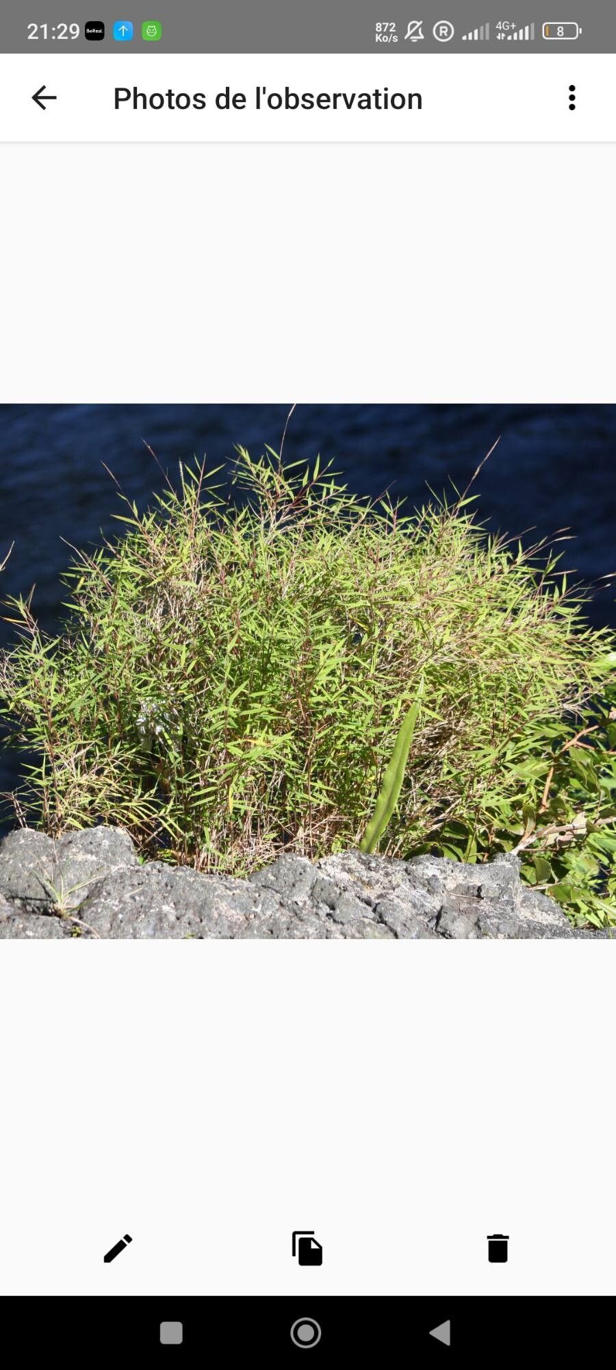 Pogonatherum crinitum habit