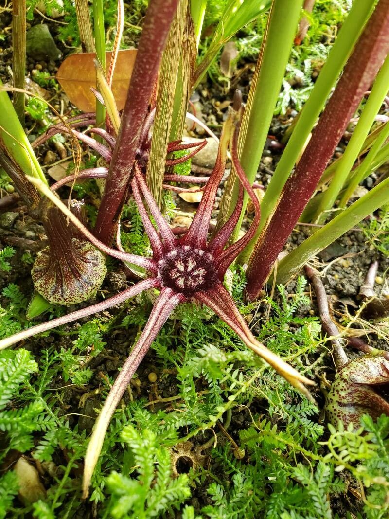 Aspidistra grandiflora