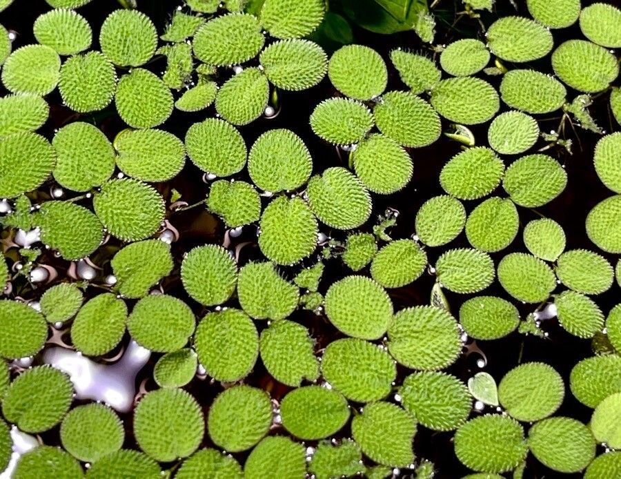 Salvinia minima leaf