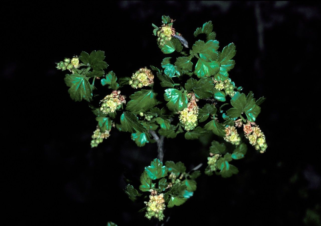 Ribes giraldii — search result for 'Ribes'