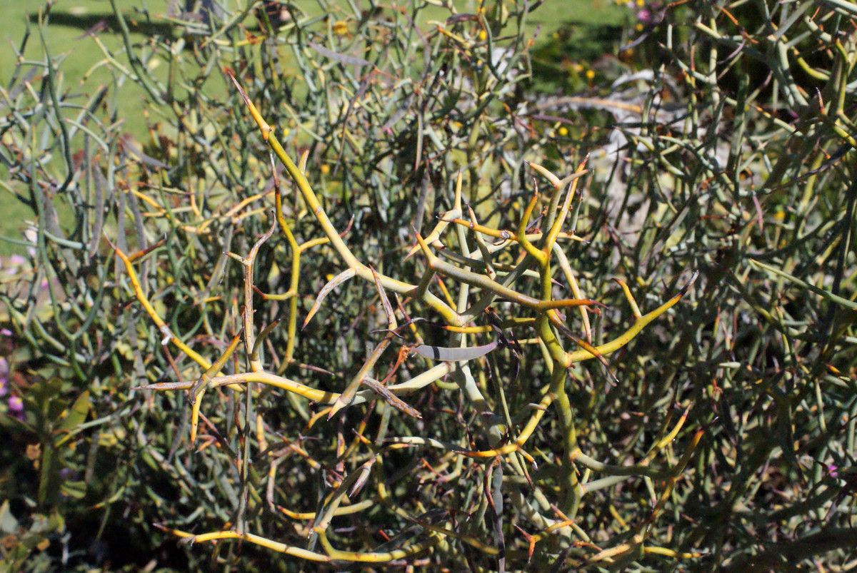 Acacia aphylla habit