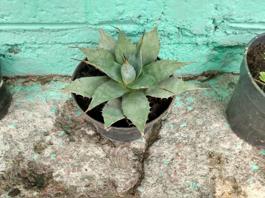 Agave havardiana flower