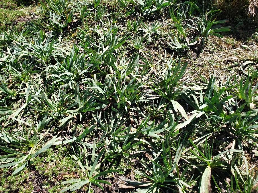 Werneria nubigena habit