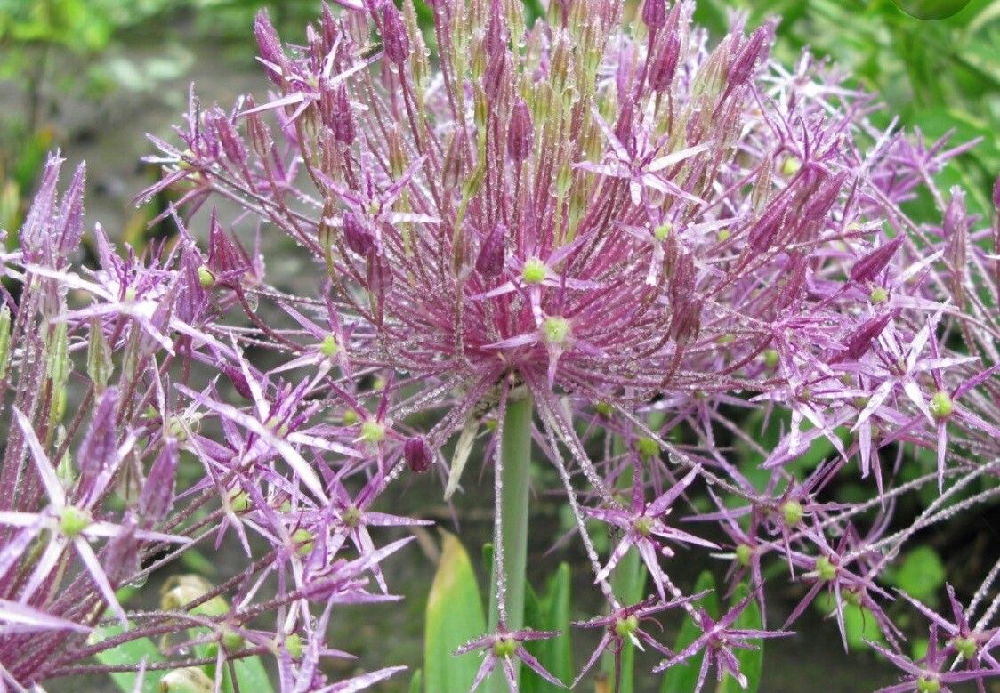 Allium cristophii flower