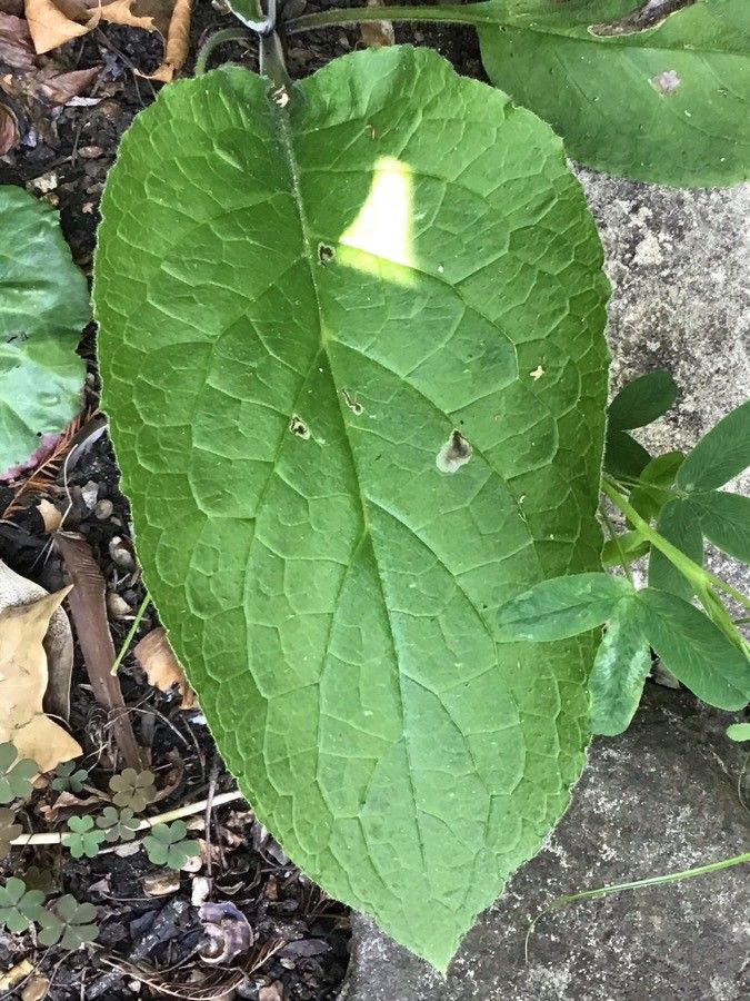 Bergenia purpurascens leaf